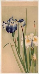 Small Insect on Flowering Irises